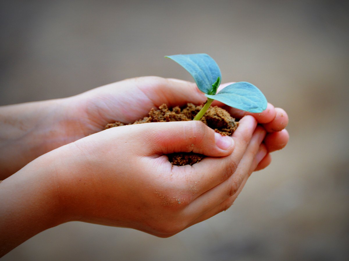Hands holding a plant with soil.