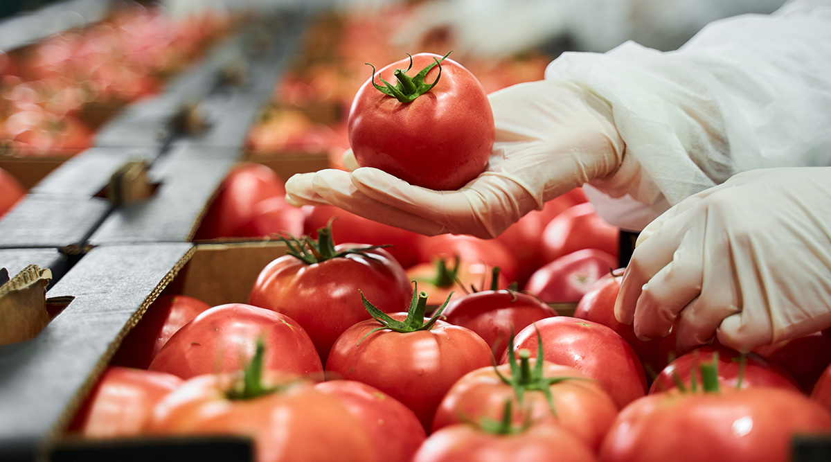 A gloved hand holds a ripe tomato