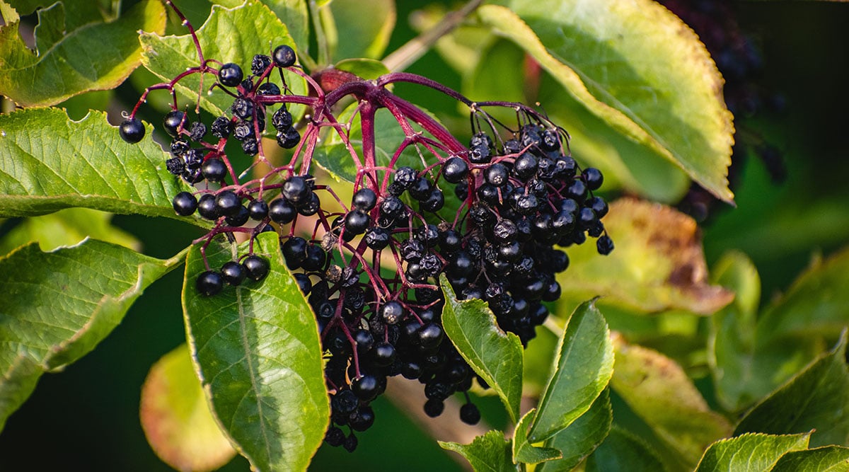 elderberry plant high in antioxidants