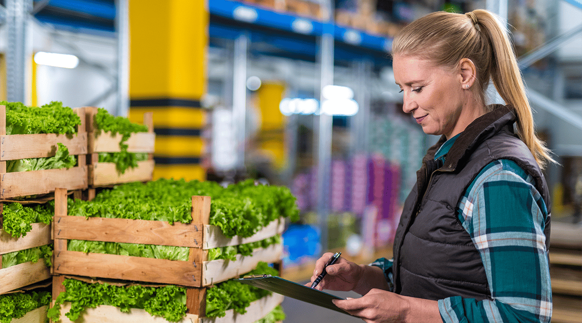 a supply chain worker inspects lettuce