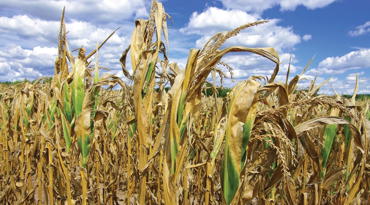 Food Systems