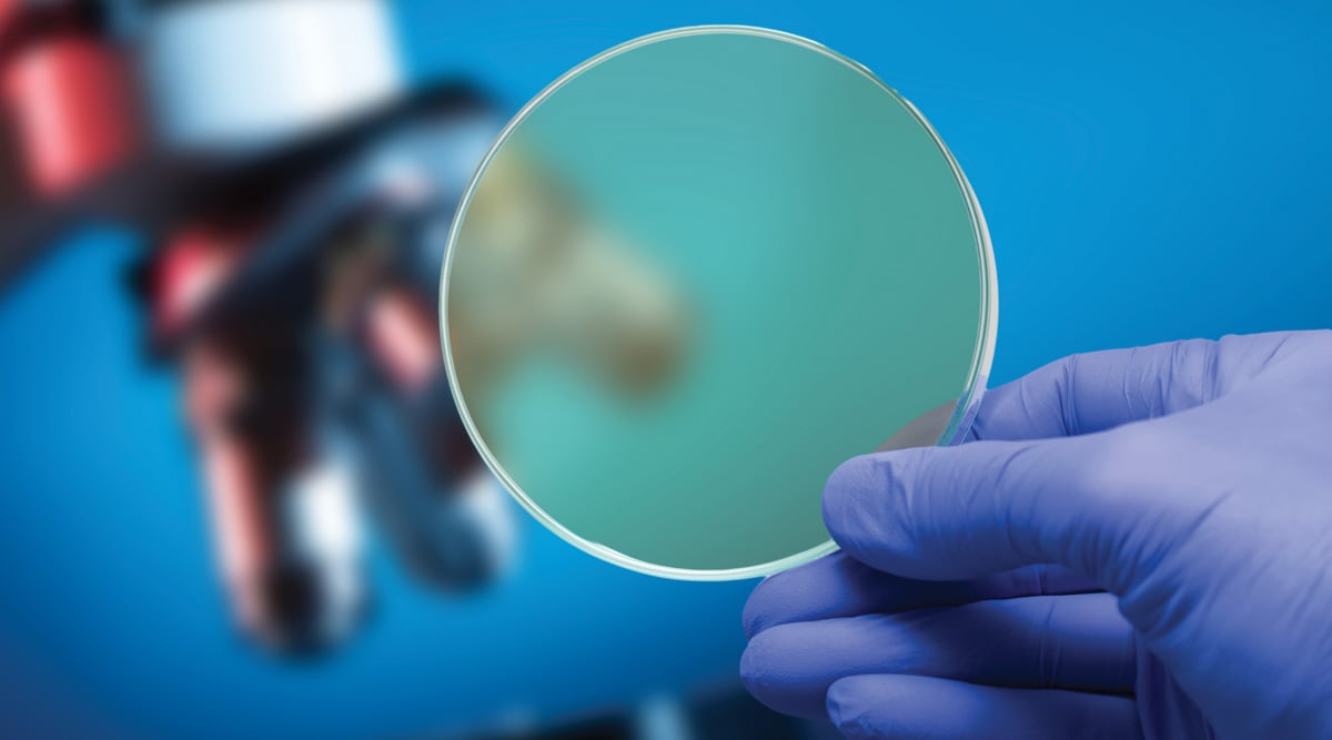 Foodsafetyquality Col Petridish X