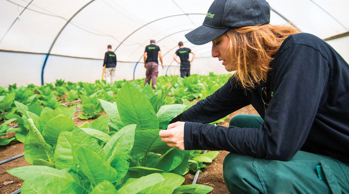 tobacco plants