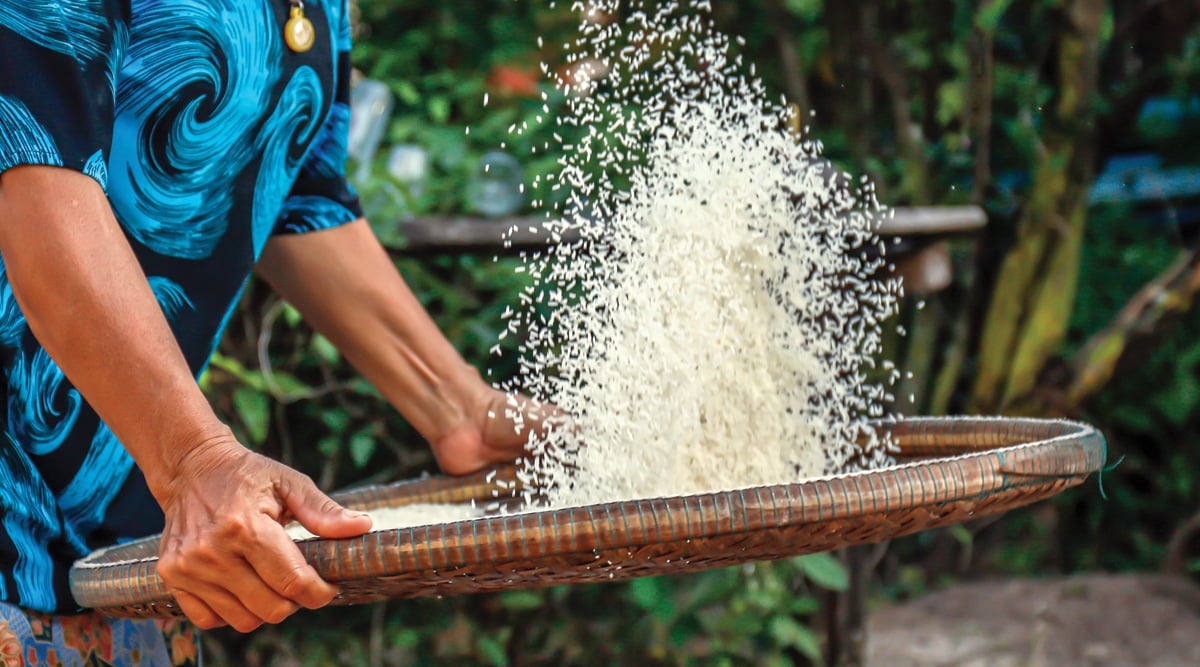 Rice grain in threshing basket.