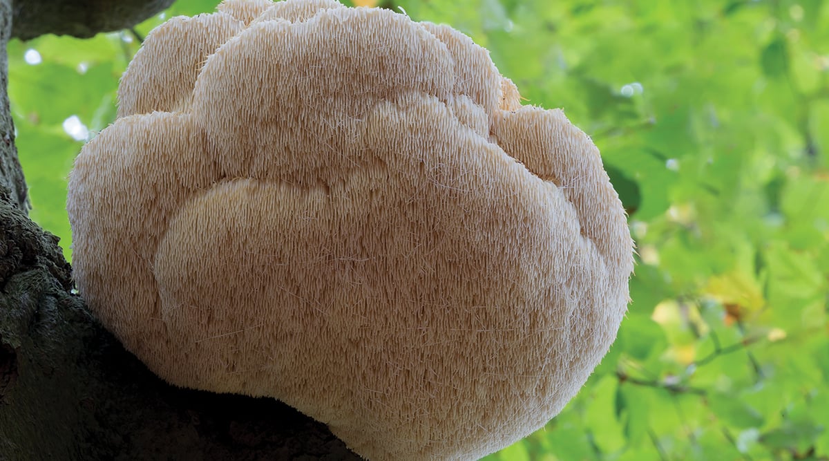 Suppliercentral Mushroom X