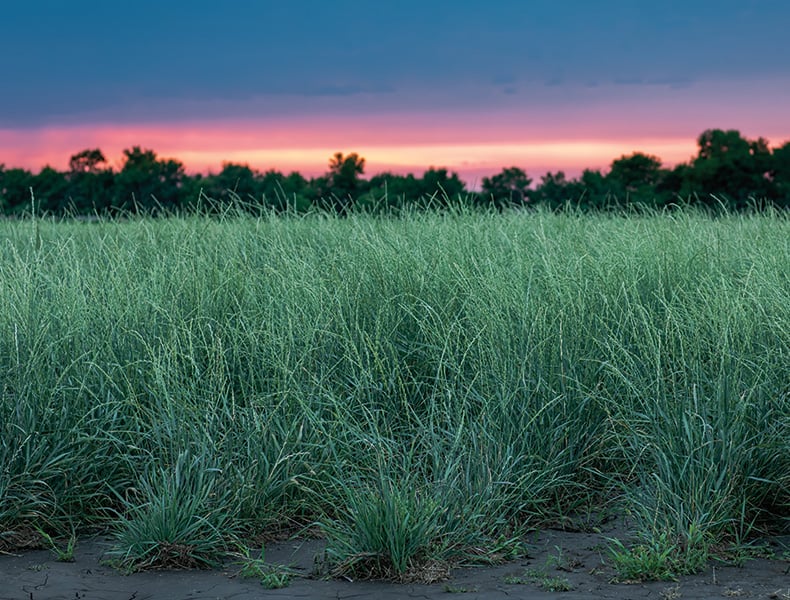 Developing the perennial grain Kernza into a viable crop