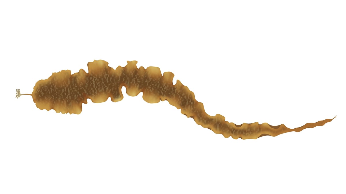 Sugar kelp (Saccharina latissima)