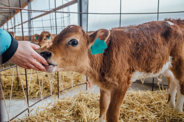Cattle