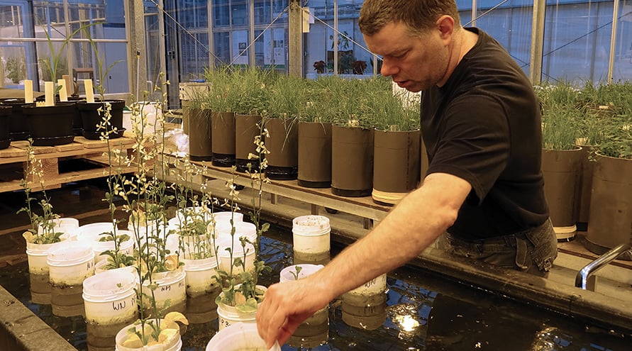 Growing crops on Mars