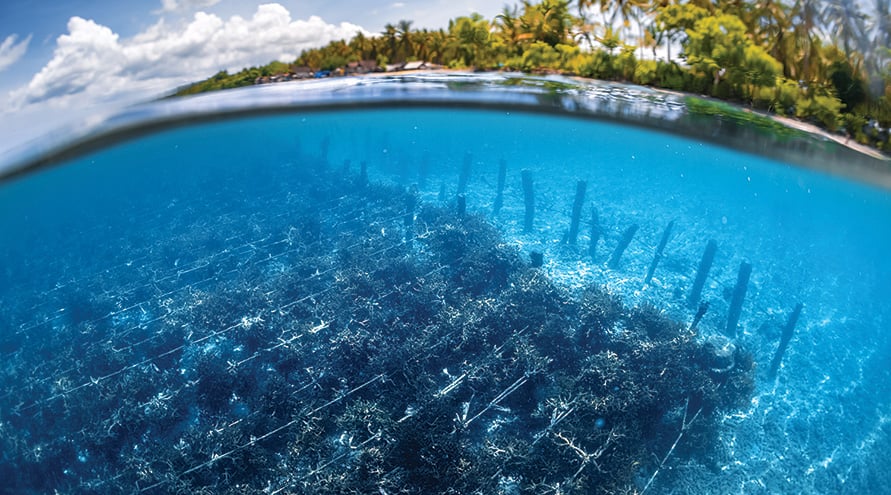growing seaweed