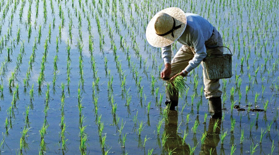 rice paddy