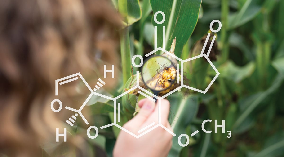 Maize chemical bonds