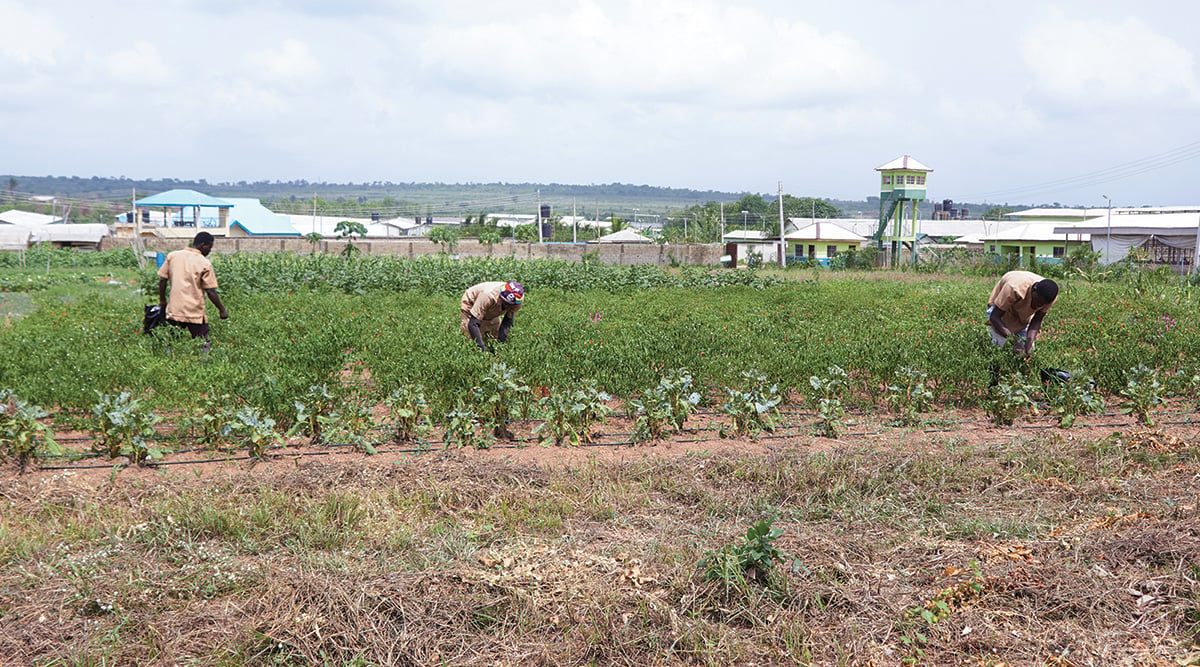 Processing: Men Farming in Field