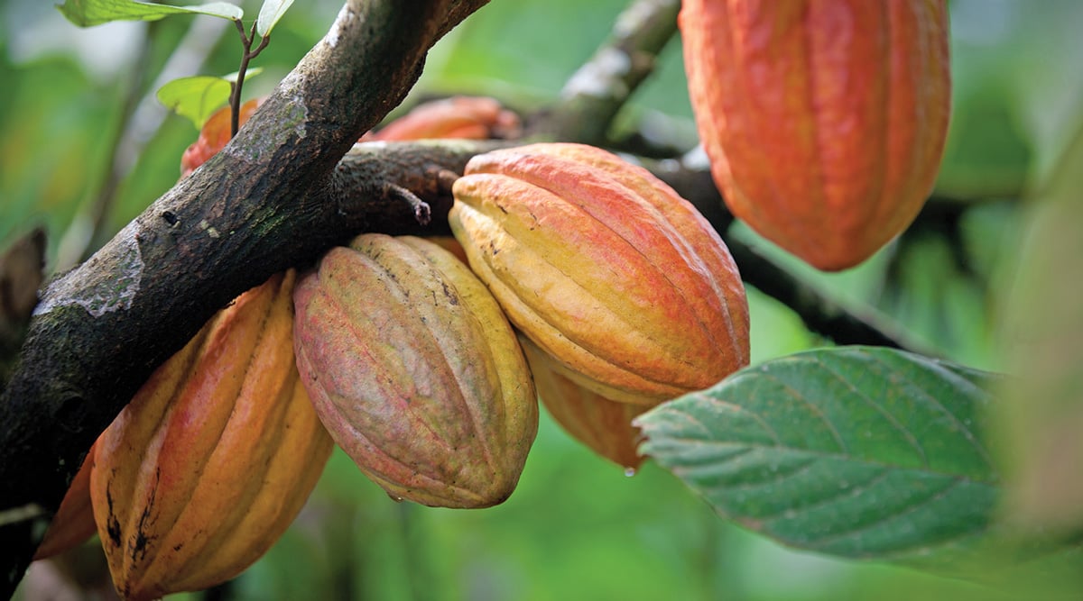 cacao fruit