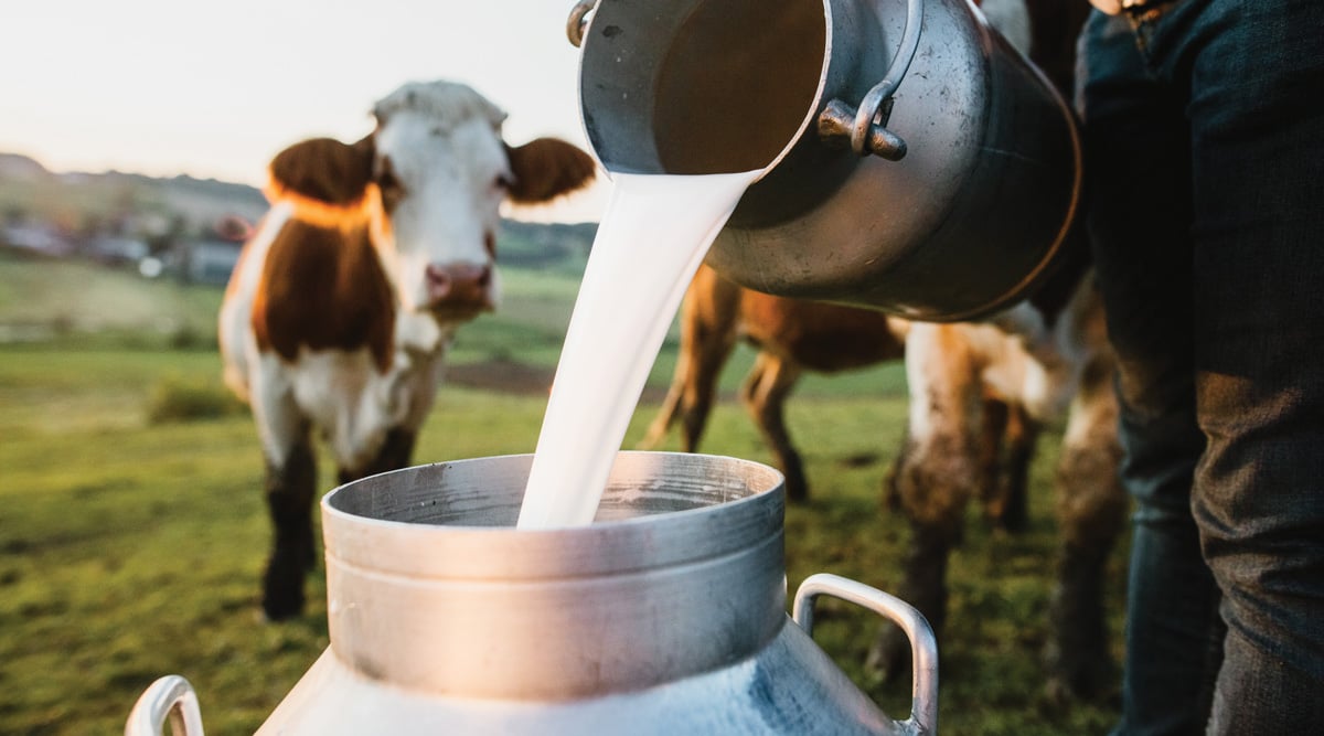 milk