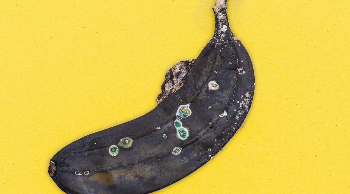 rotten bananna