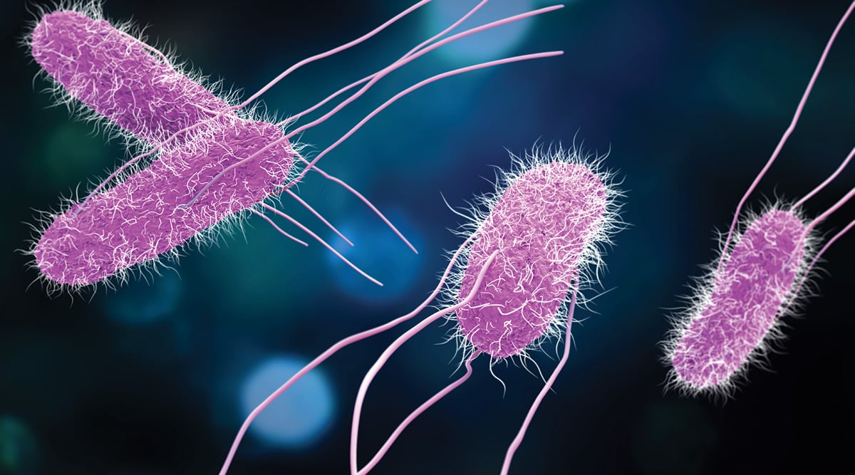 FSQ Salmonella