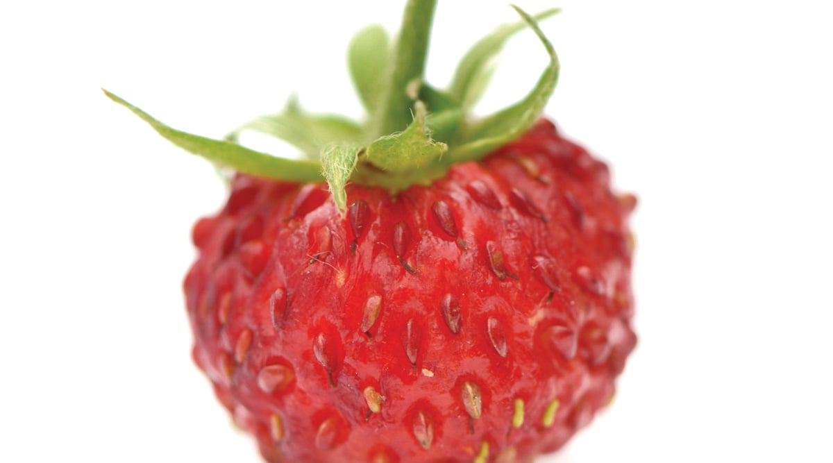 Strawberry