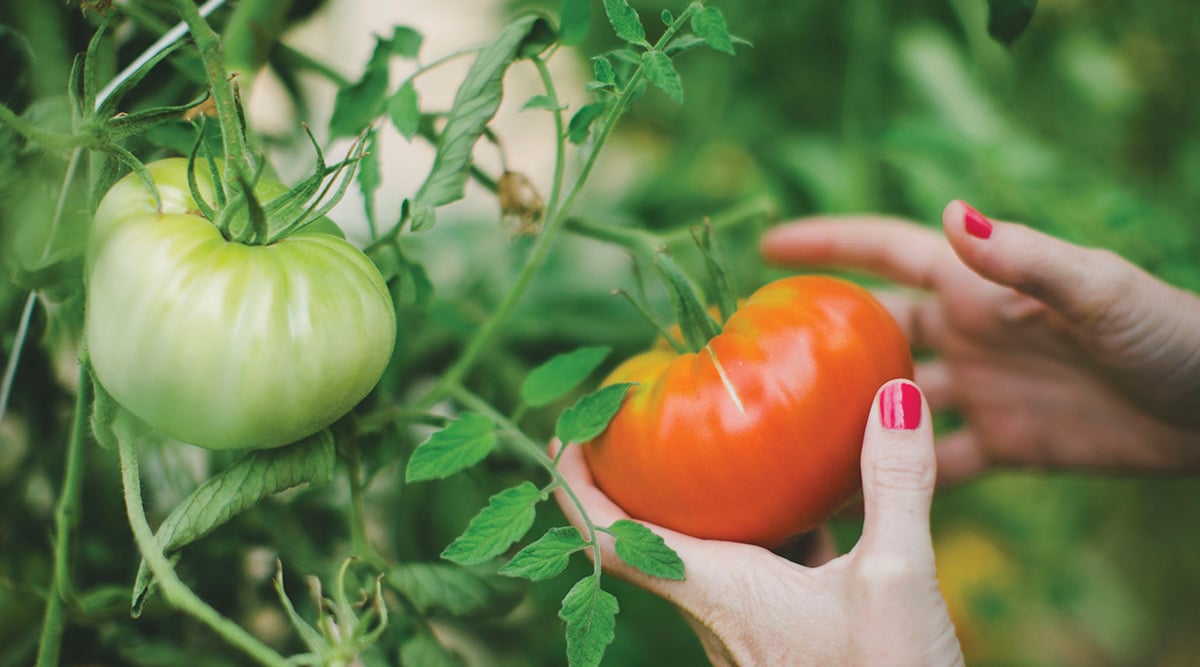 tomatos