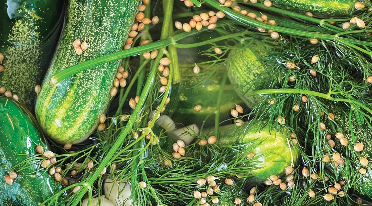 pickled cucumbers