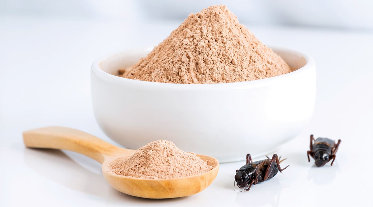 cricket powder