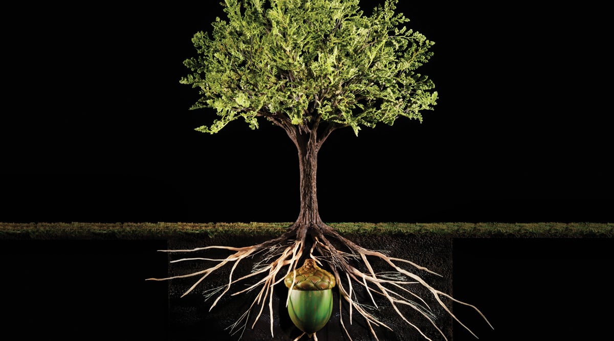oak tree and acorn