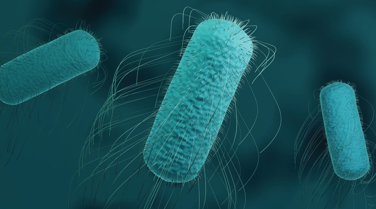 Salmonella