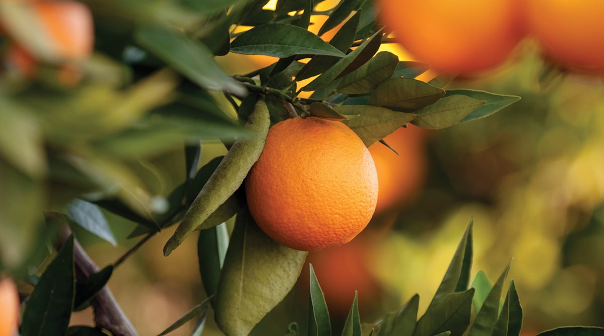 Florida Orange