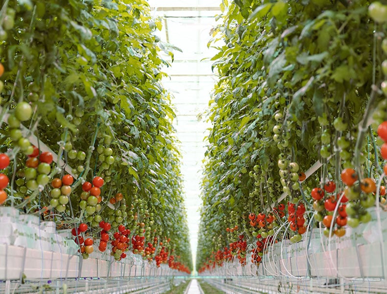 AppHarvest Richmond-Tomato-Harvesting