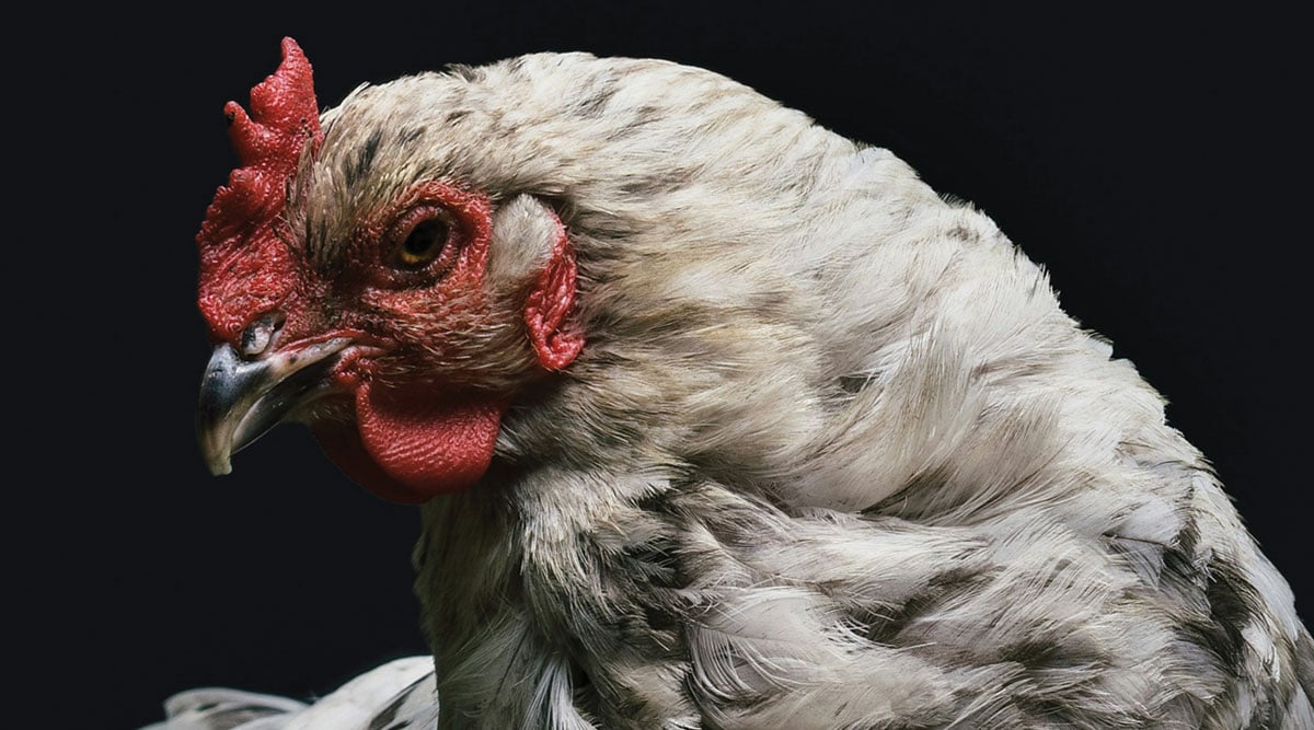 Chicken