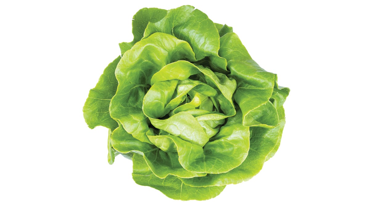 Lettuce