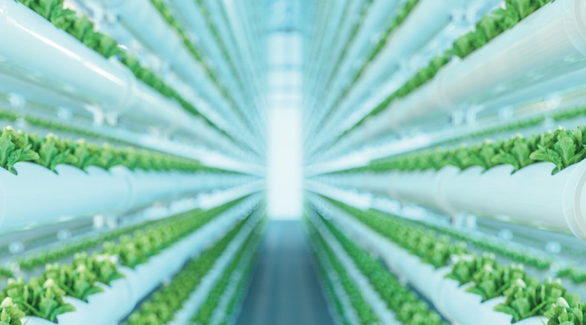 Vertical Hydroponic Plant System With Cultivated Lettuces