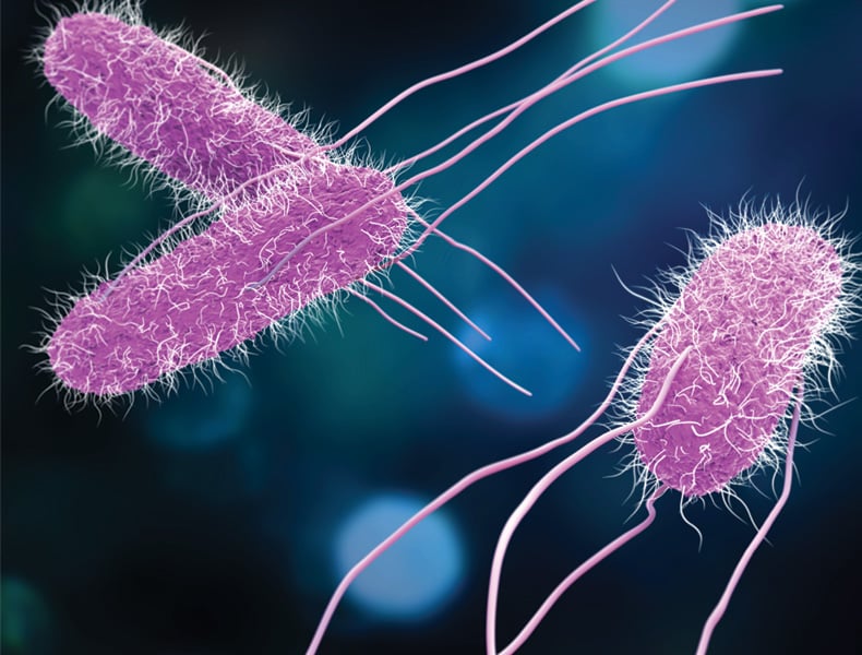 Salmonella Bacteria
