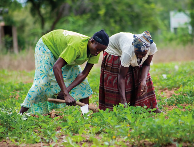 Women farmers harvest Bambara groundnuts.