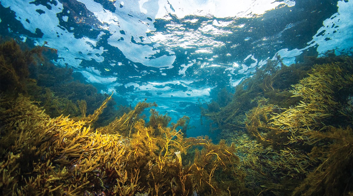 Underwater environment beneath the ocean surface with seaweed and kelp beds.