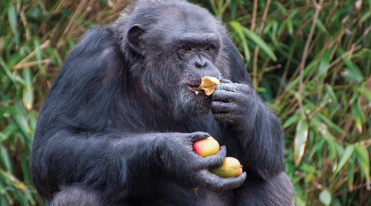 Monkey eating some fruits at La Fleche Zoo in France