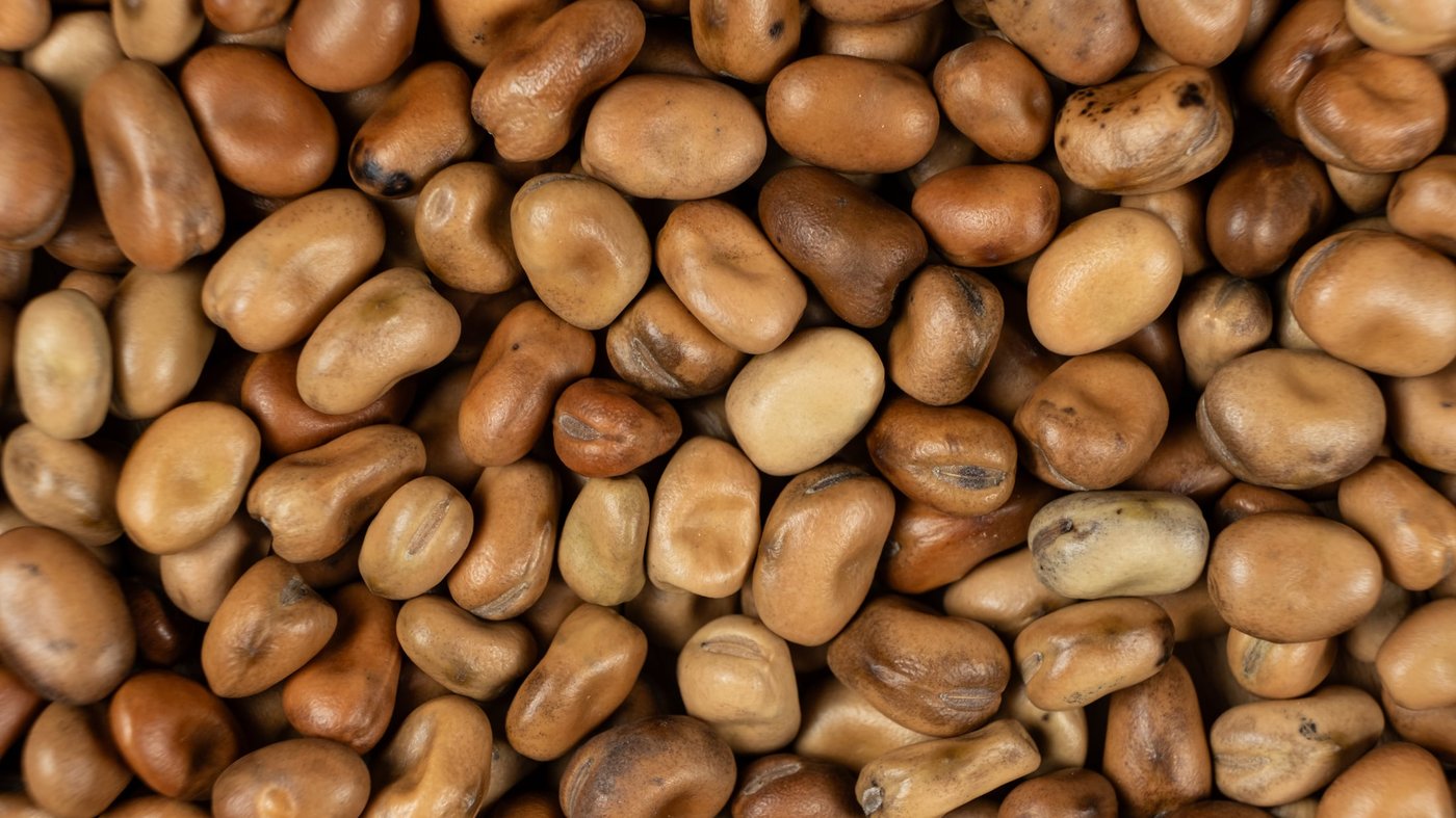 Fava Beans