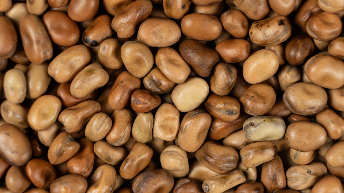 Fava Beans
