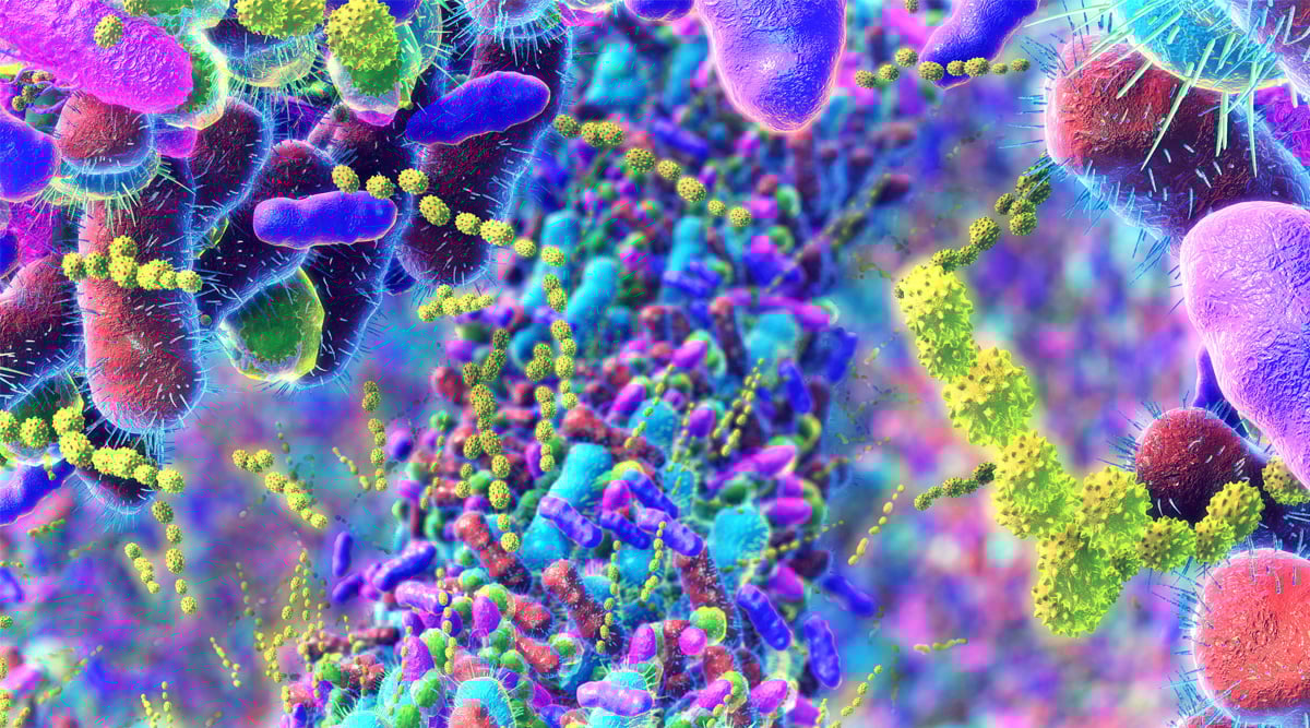 Bacteria in Human Intestine.