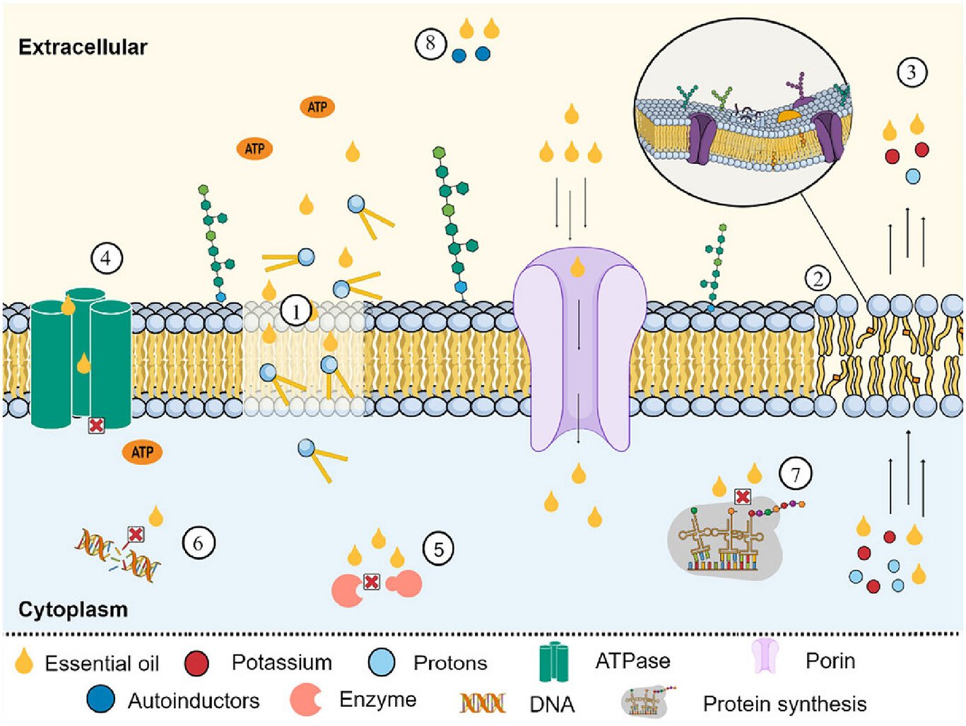 Potential mechanisms of action of EOs against bacteria.