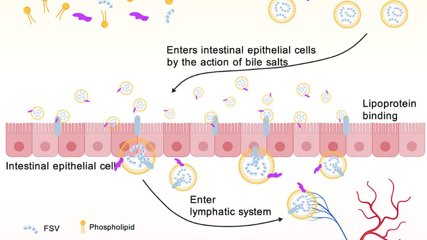 Schematic representation of the metabolism of FSV in the small intestine (produced using BioGDP.com)