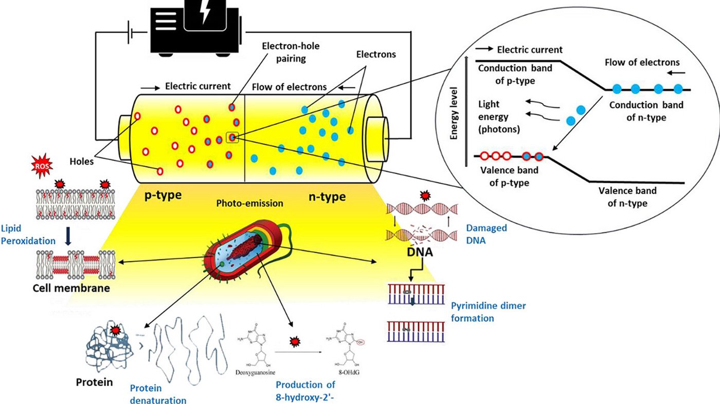 Mechanisms of action for microbial inactivation in LMFs using LEDs.