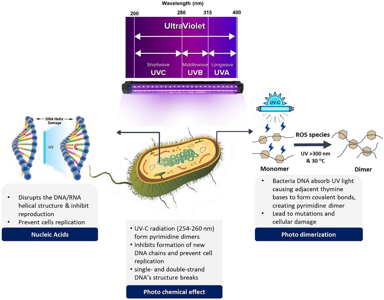Mechanisms of action for microbial inactivation in LMFs using UV