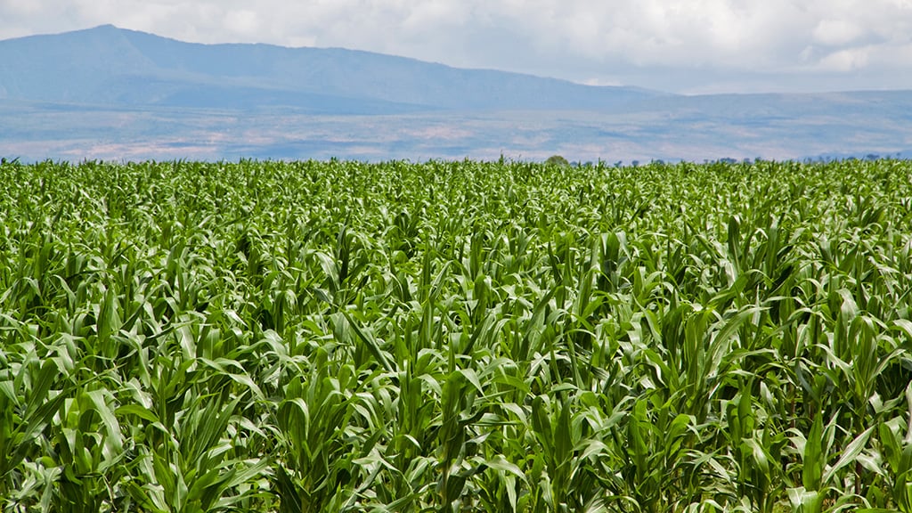 Lush green crop field stretching to the horizon with mountains and cloudy sky in the background.