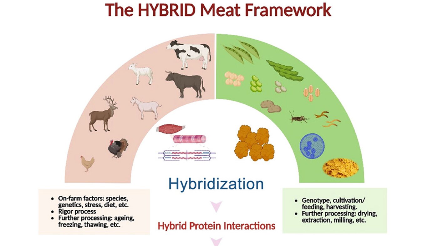 Conceptual model of the HYBRID meat framework (Holistic Systems-Based Roadmap for Innovating Dual-protein meat products)