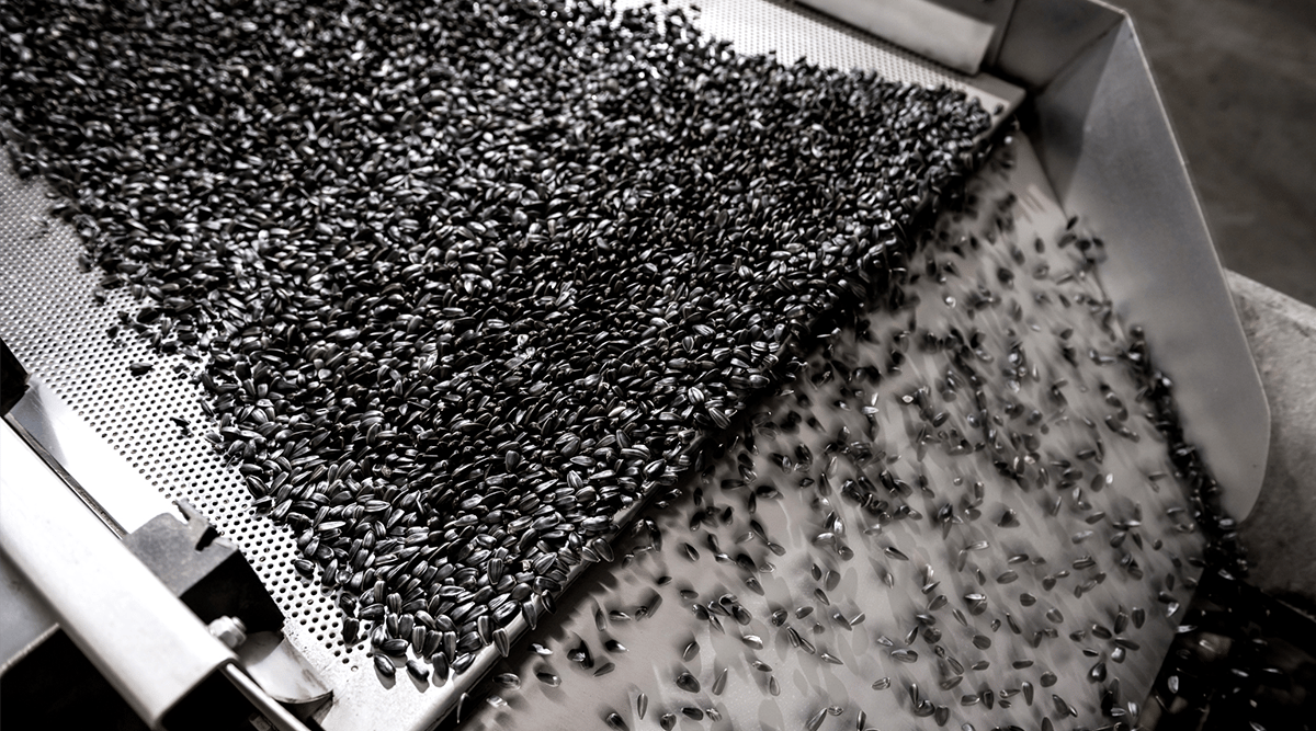 Image of sunflowers being processed