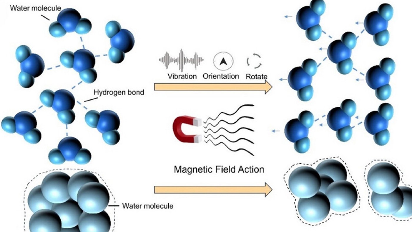 The mechanism of MFs on water molecules