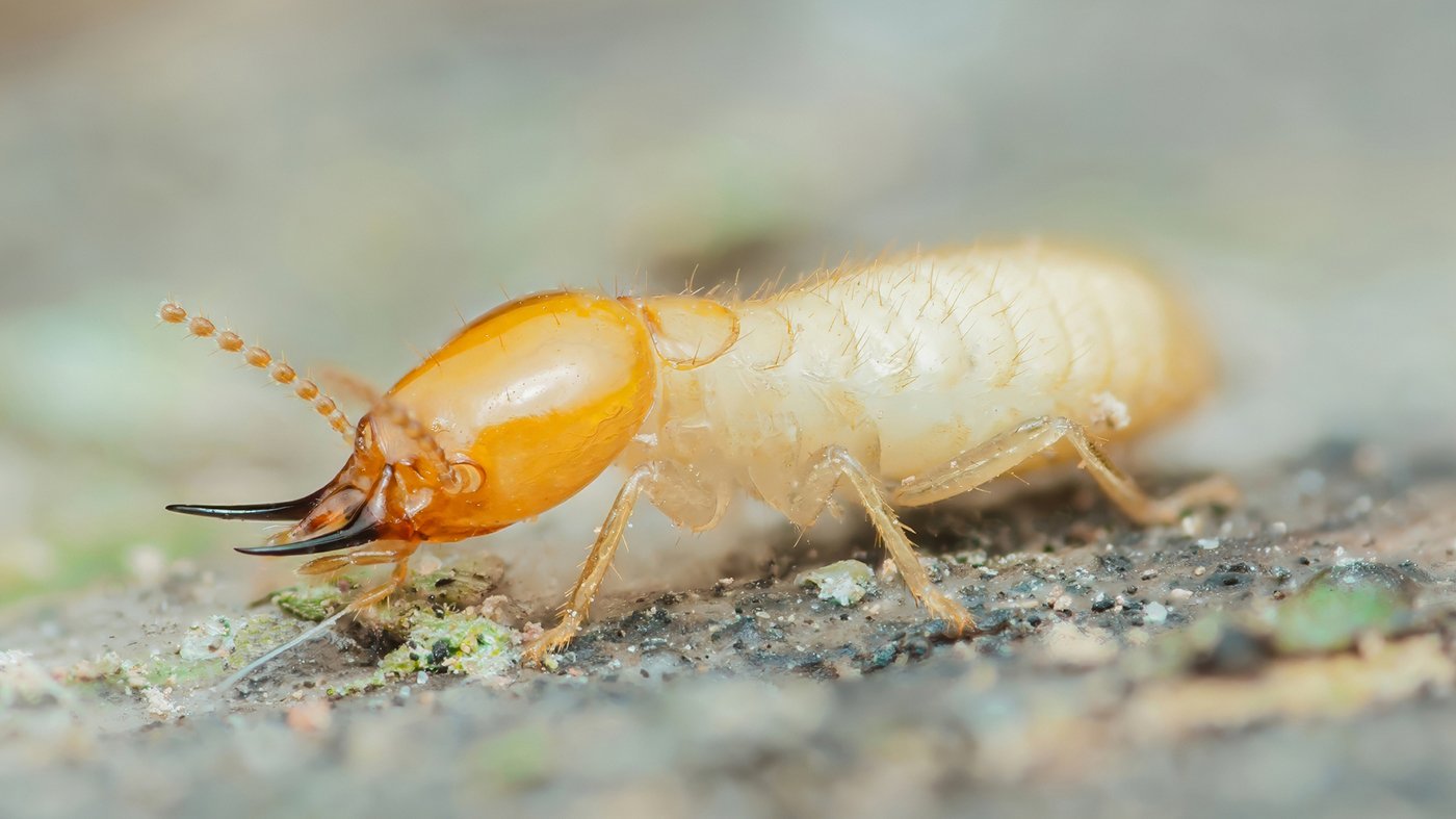 Close-up of a termite worker