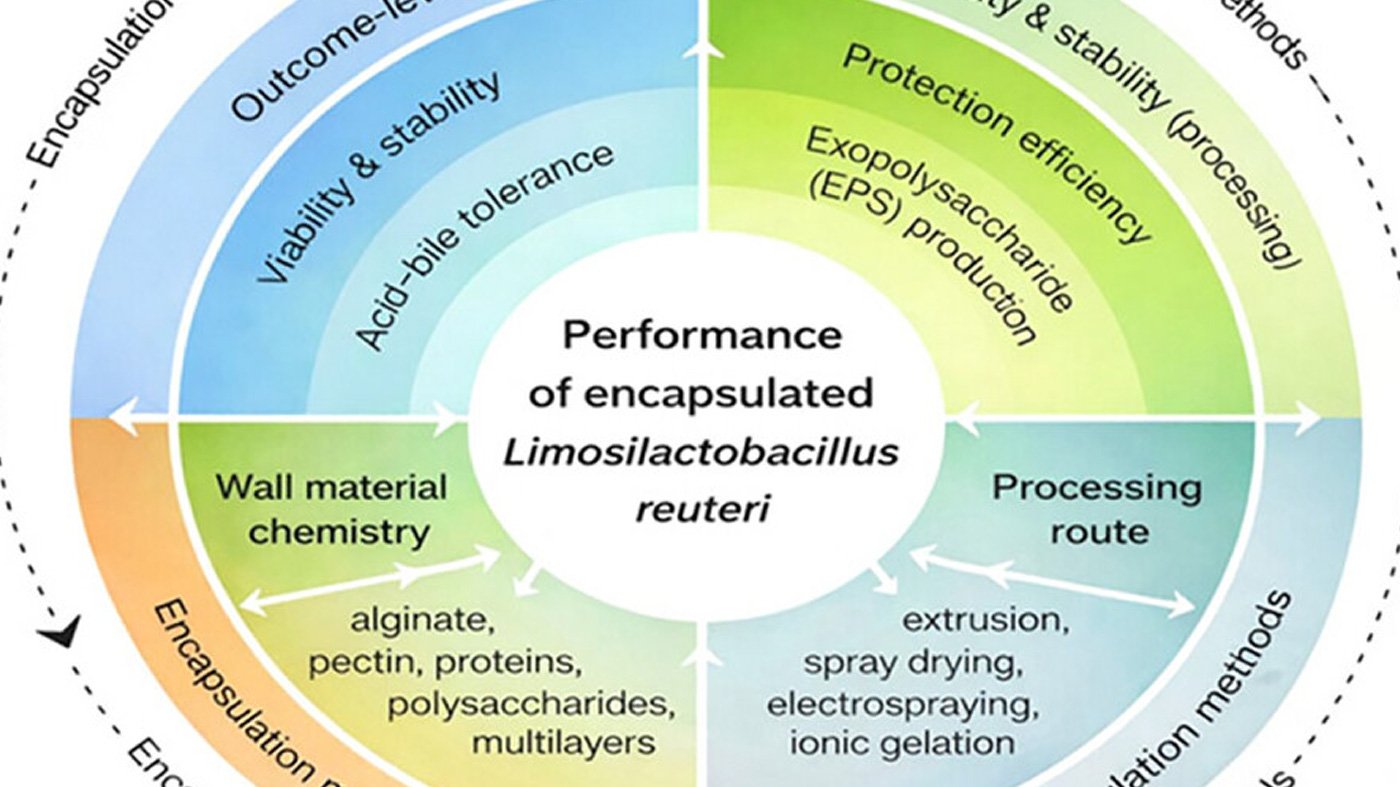 Summarizes this multilayer conceptual framework, illustrating how strain-dependent physiological traits, encapsulation material properties, and processing strategies interact to determine the functional performance of encapsulated Limosilactobacillus reuteri in food matrices and gastrointestinal environments.