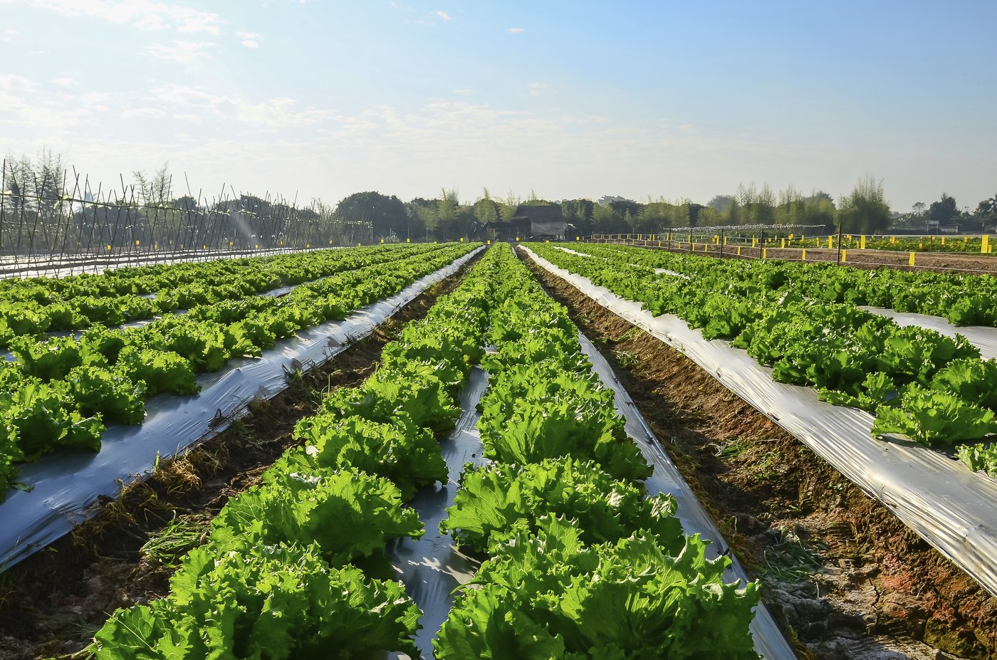 lettuce Garden